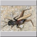 Tachysphex pompiliformis - Grabwespe w01j 8mm mit Nymphe eines Chorthippus albomarginatus - OS-Wallenhorst-Tongrube-Lehmwiese.jpg